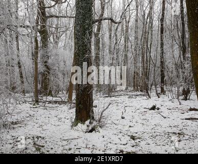 Warlingham, Surrey, Großbritannien. Januar 2021. Nach dem Schneefall vor drei Tagen sind die Temperaturen nicht über den Gefrierpunkt gestiegen, daher ist es nicht geschmolzen und die Bäume glitzern mit dem Eis in Limpsfield, Surrey. Die Prognose für heute ist 1C mit leichter Wolke und leichtem Wind. Kredit: Keith Larby/Alamy Live Nachrichten Stockfoto