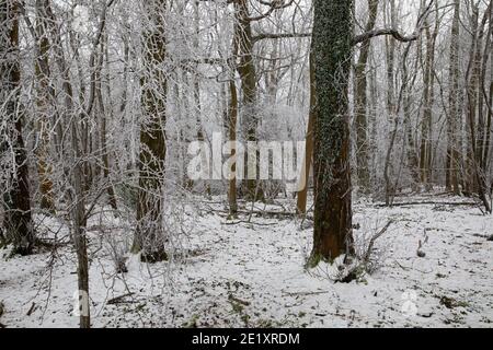 Warlingham, Surrey, Großbritannien. Januar 2021. Nach dem Schneefall vor drei Tagen sind die Temperaturen nicht über den Gefrierpunkt gestiegen, daher ist es nicht geschmolzen und die Bäume glitzern mit dem Eis in Limpsfield, Surrey. Die Prognose für heute ist 1C mit leichter Wolke und leichtem Wind. Kredit: Keith Larby/Alamy Live Nachrichten Stockfoto