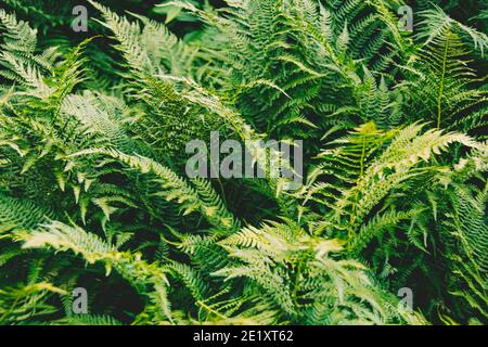 Dickicht Farn. Grüne Blattabdeckung im Regenwald. Landschaftlich natürliche Textur von Farnblättern. Stockfoto