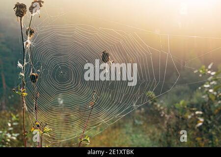 Spinnweben auf trockenem Gras an sonnigen Tagen. Mystische Atmosphäre am frühen Morgen. Stockfoto