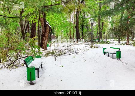 Park nach Schneesturm . Grüner Stadtpark im Schnee Stockfoto