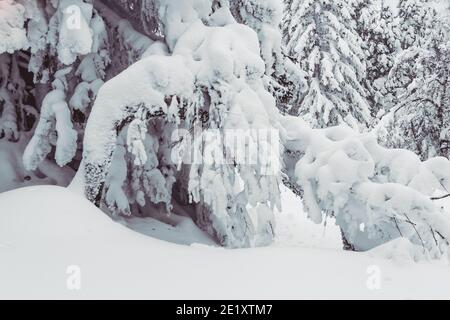 Dichter Wald mit gefrorenen Ästen. Winteratmosphäre der Waldreise, weicher Schnee auf Bäumen Stockfoto