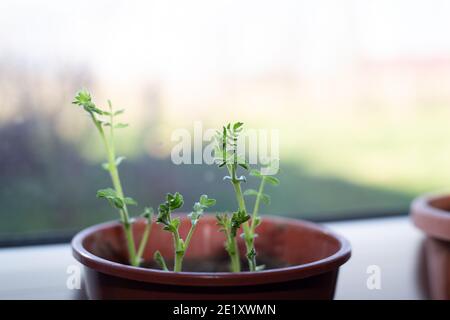 Kichererbsen sprießen in einem Topf. Pflanzen zu Hause anbauen. Stockfoto