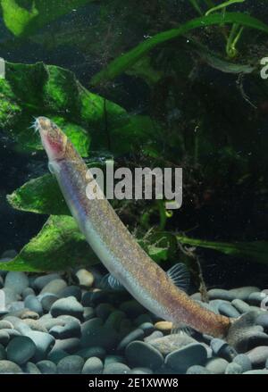 Angio anguillaris, Eel Loach, Eel Kuhli Stockfoto