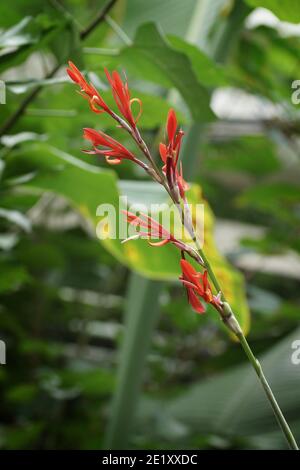 Canna tuerckheimii Stockfoto