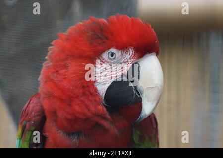 Grünflügelara in Plantasia, Swansea, Wales, Großbritannien. Stockfoto