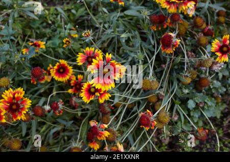 Eine wunderschöne leuchtend rote Gaillardia Blume oder Blanketblume (Gaillardia aristata oder pulchella) mit gelben Details auf den Blütenblättern. Selektiver Fokus, Unschärfe Stockfoto