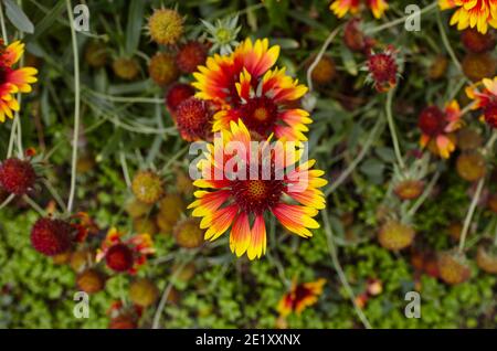 Eine wunderschöne leuchtend rote Gaillardia Blume oder Blanketblume (Gaillardia aristata oder pulchella) mit gelben Details auf den Blütenblättern. Selektiver Fokus, Unschärfe Stockfoto