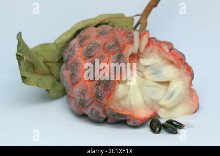 Zucker-Apfel, Süsssop, Custard Apfel, Obst, Annona squamosa Stockfoto