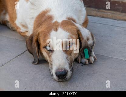 Verschiedenfarbige Augen Hund liegt auf dem Boden. Stockfoto