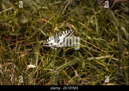 Schwalbenschwanzschmetterling auf einer grünen Wiese Stockfoto