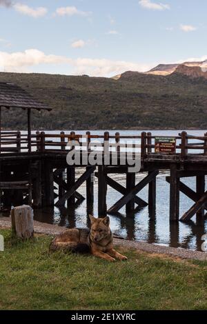 Blick auf südamerikanischen Graufuchs gegen hölzernen Pier und See im Los Alerces Nationalpark, Patagonien, Argentinien Stockfoto