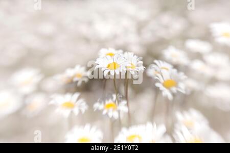 LB00237-00....WASHINGTON - Englisch Daisy Flowers, Lensbaby Sweet Spot 50. Stockfoto