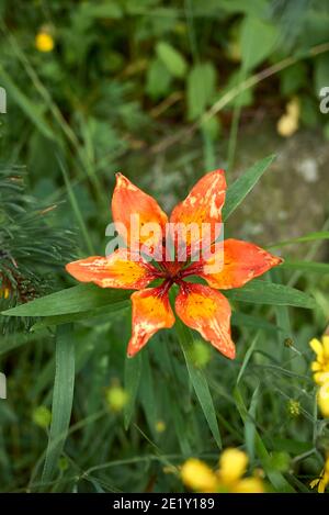 Lilium bulbiferum rote und orange Blume Stockfoto