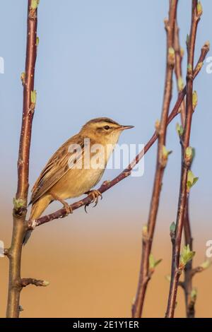 Nahaufnahme eines Schilfrohrsänger Vogel, Acrocephalus Schoenobaenus, singen, ein Weibchen während der Brutzeit im Frühjahr zu gewinnen Stockfoto
