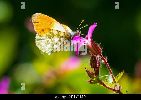 Anthocharis cardamine Orange Spitze männliche Schmetterling Fütterung auf rosa Blume Geranium robertianum. Stockfoto