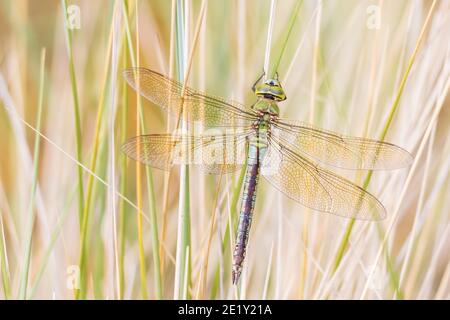 Nahaufnahme eines Kaisers Libelle oder blauen Kaiser Anax Imperator Männchen, Ruhe in Vegetation an einem sonnigen Sommertag Stockfoto