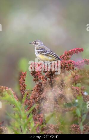 Nahaufnahme eines männlichen westlichen gelben Bachstelzenvogels Motacilla flava singen in Vegetation an einem sonnigen Tag während der Frühjahrssaison. Stockfoto