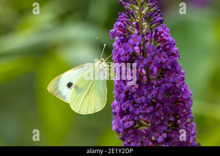 Closeup Seitenansicht eines Pieris brassicae, die große weiße oder Kohl Schmetterling auf einer Blume bestäuben. Stockfoto