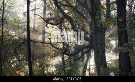 Oktober Morgen im Park, leicht neblig Beginn eines sonnigen Tages, Strahlen der aufgehenden Sonne scheint von außerhalb der Stamm eines alten Kastanienbaum, fores Stockfoto