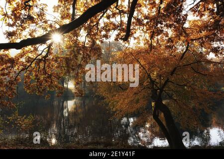 October morning in the park, mossy oak branch lit from behind, autumn tree reflections, pond and tree bent over water Stockfoto