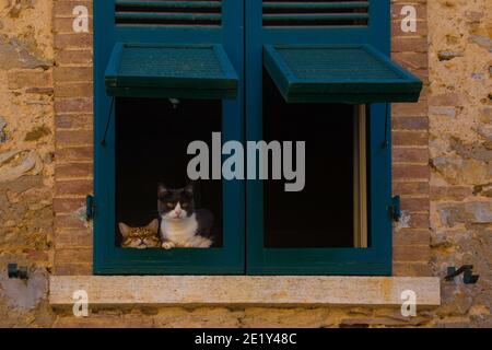 Zwei Katzen in einem Fenster mit Genoveza Fensterläden in einem Historisches Steinhaus in der Nähe des Dorfes Montemerano Manciano in der Provinz Grosseto Stockfoto