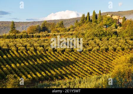 Weinberg in der Nähe von San Gimignano, Toskana, Italien Stockfoto