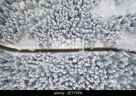 Luftaufnahme der leeren Straße im Winterwald mit hohen Pinien oder Fichten, die von Schnee bedeckt sind. Fahren im Winter. Stockfoto