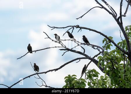 Europäische Stare auf einem Baum sitzend, Zumwalt Prairie, Oregon. Stockfoto