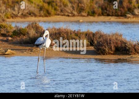 Junger großer Flamingo (Phoenicopterus roseus) in Estanyets de Can Marroig Salzmarsch (Naturpark Ses Salines, Formentera, Balearen, Spanien) Stockfoto