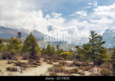 Pinien und Berge des Himalaja in Wolken gehüllt auf dem Annapurna Circuit Trail, Nepal Stockfoto