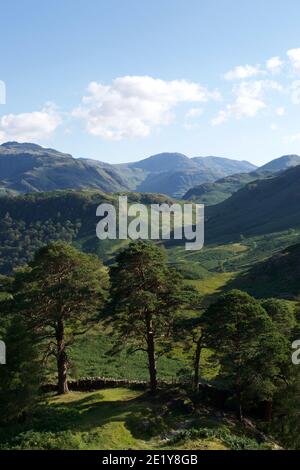 Ein herrlicher Blick auf das Borrowdale Tal im English Lake District im Sommer. Grüne Bracken und Gras über hügeligen Fjells (Hügeln); hohe, zerklüftete Berge Stockfoto