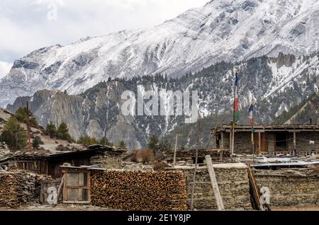 Schneebedeckte Berge, Pinien, Steinhaus mit tibetischen Gebetsfahnen und Holzstapeln in Braga auf dem Annapurna Circuit Trail in Nepal Stockfoto