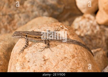 Verzierte Baumechse, Urosaurus ornatus, auf Felsen. Stockfoto