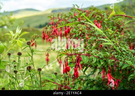 Wildblume Fuchsia wächst in der Grafschaft Donegal - Irland. Stockfoto