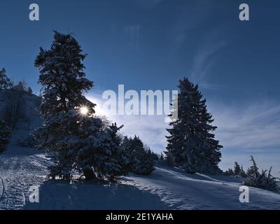 Atemberaubende Winterlandschaft mit strahlender Sonne, die durch die Äste eines schneebedeckten Nadelbaums scheint und Schatten auf dem butte-Hügel Kornbühl wirft. Stockfoto