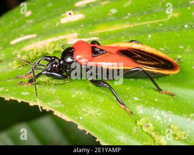 Einen bunten Assassin-Bug (Familie Reduviidae) in den Regenwald, ecuador Stockfoto