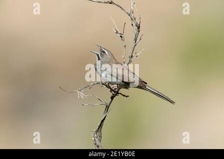 Spatzen mit fünf Streifen, Amphispiza quinquestriata Stockfoto