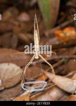 Ogre Faced Spider (Deinopis sp.) Hält sein Netz bereit, um ein Beuteobjekt zu fangen. Im Regenwald, Ecuador Stockfoto