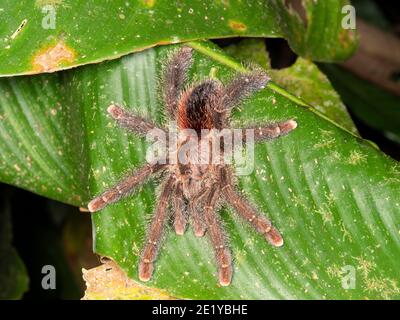 Tarantula (avicularia sp.) auf einem Palmstamm im ecuadorianischen Amazonas. Stockfoto