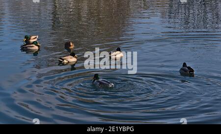 Gruppe von Stockenten (anas platyrhynchos) schwimmen im Teich eines Parks in Sigmaringen, Deutschland. Stockfoto