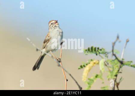 Rufous-winged Sparrow Gesang, Peucaea carpalis, thront in Mesquite Baum. Stockfoto