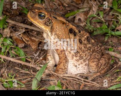 Eine sehr große weibliche Rohrkröte (Rhinella Marina) im Regenwald, Ecuador Stockfoto