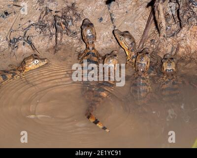 Frisch geschlüpftes Baby glatte Vorderkaimane (Paleosuchus trigonatus) Am Rande des Rio Tiputini im ecuadorianischen Amazonas Stockfoto