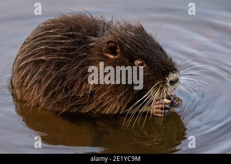 Haltern am See, NRW, Deutschland, 10. Januar 2021. Einer der Jungvögel knabbert auf einer Eichel. Eine Familie von Coypu (Myocastor coypus), auch Nutria genannt, mit Mama und fünf Jugendlichen genießen den späten Nachmittag Sonnenschein entlang der Ufer der Mühle Bach in der Nähe Haltern See. Die Gegend, die normalerweise bei Tagesausflüglern und Urlaubern beliebt ist, war dieses Jahr wegen der Corona-Pandemie ruhig, so dass die kleine Kolonie der Koypus gedeihen konnte. Stockfoto