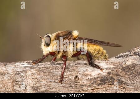 Bee Killer Robber Fly, Mallophora fautrix, Asilidae. Bumble Bee imitiert. Stockfoto