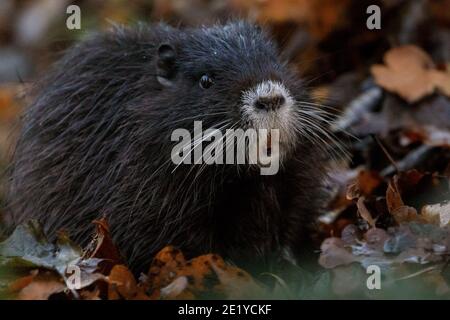 Haltern am See, NRW, Deutschland, 10. Januar 2021. Einer der Jungvögel ist auf die Ufer des Baches geklettert, um auf dem Waldboden nach Eicheln und anderem Futter zu suchen. Eine Familie von Coypu (Myocastor coypus), auch Nutria genannt, mit Mama und fünf Jugendlichen genießen den späten Nachmittag Sonnenschein entlang der Ufer der Mühle Bach in der Nähe Haltern See. Die Gegend, die normalerweise bei Tagesausflüglern und Urlaubern beliebt ist, war dieses Jahr wegen der Corona-Pandemie ruhig, so dass die kleine Kolonie der Koypus gedeihen konnte. Stockfoto