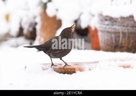 Gartenvogel trinkt aus dem eisgekühlten Vogelbad im mit Schnee bedeckten Garten - Schottland, UK im Bild - Amsel - turdus merula Stockfoto