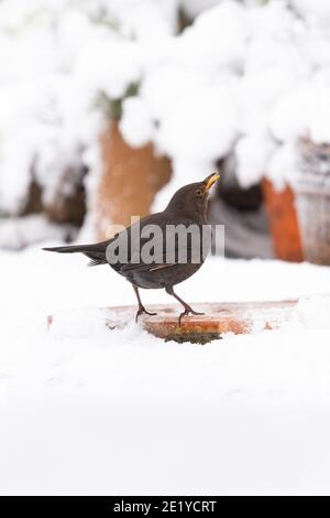 Gartenvogel trinkt aus dem eisgekühlten Vogelbad im mit Schnee bedeckten Garten - Schottland, UK im Bild - Amsel - turdus merula Stockfoto