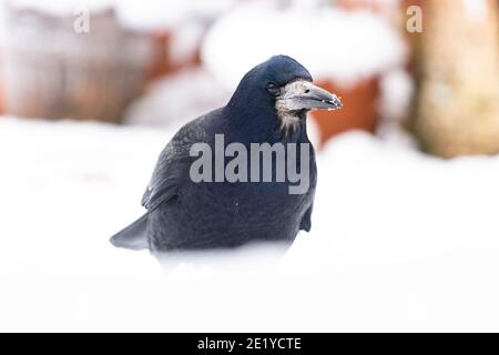 Rook - corvus frugilegus - im Garten im Schnee im Winter - Schottland, UK Stockfoto